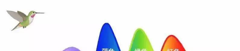 和鸟相比,人类全都是“色盲”?为啥人眼看不到紫外线的颜色?