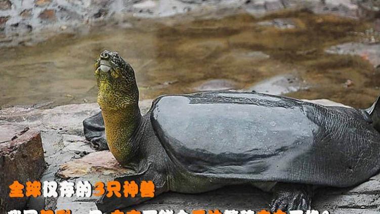 全世界仅存的3只“神兽”，我国有一只，却无法有效繁殖或将灭绝