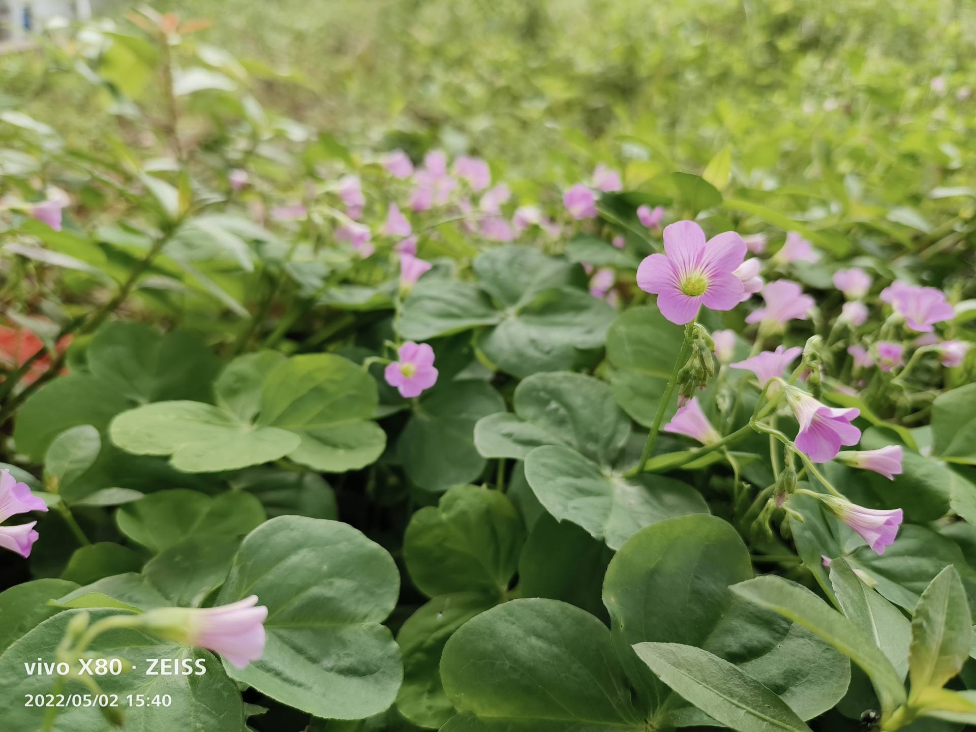 卡尔蔡司镜头|vivo X80评测（一）：我的第二款蔡司设备究竟拍照如何？