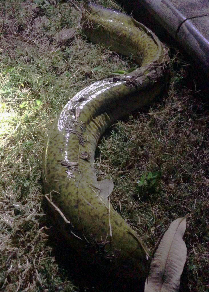 |男子听河边老头说水里有“未知大鱼”,蹲守数天果然钓起罕见奇鱼