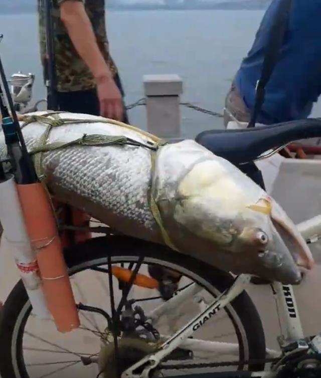 老虎|男子罕见钓获“米级”水老虎,围观的人不淡定了,网友:低调点呀