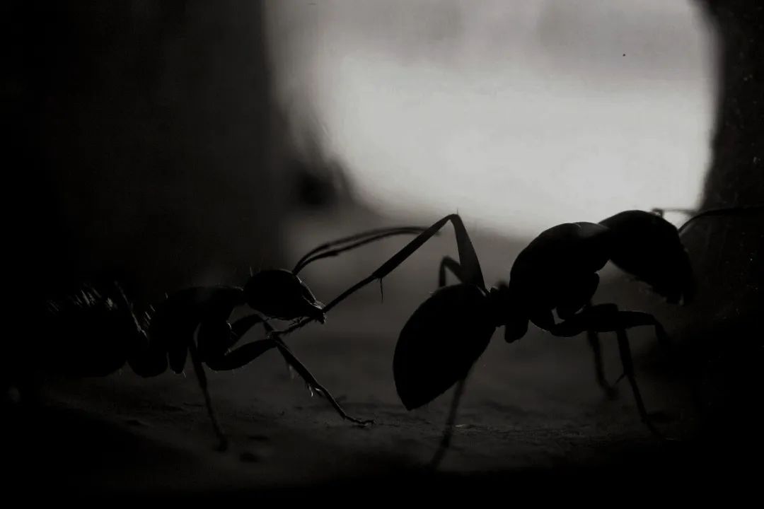 马云|马云“消失”后，蚂蚁变小了