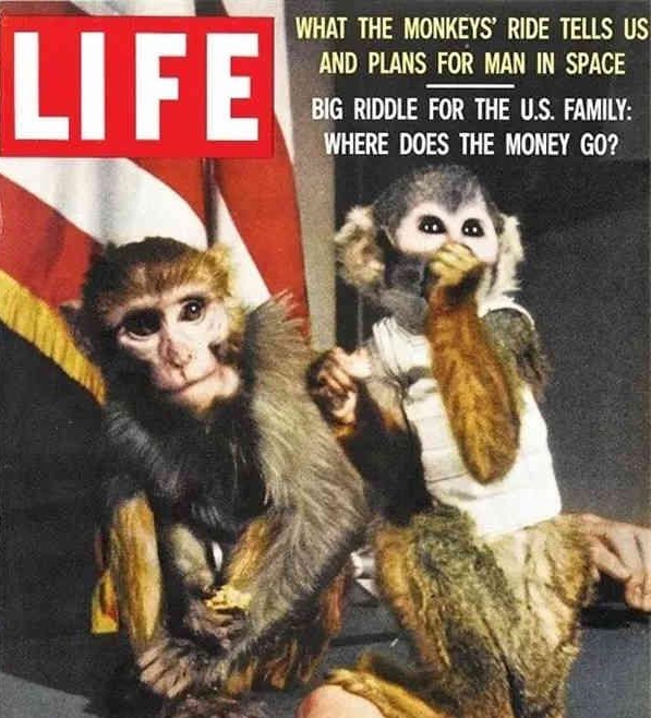 太空飞行的先驱,是为人类梦想奉献的猴子家族,它们后来怎样了?