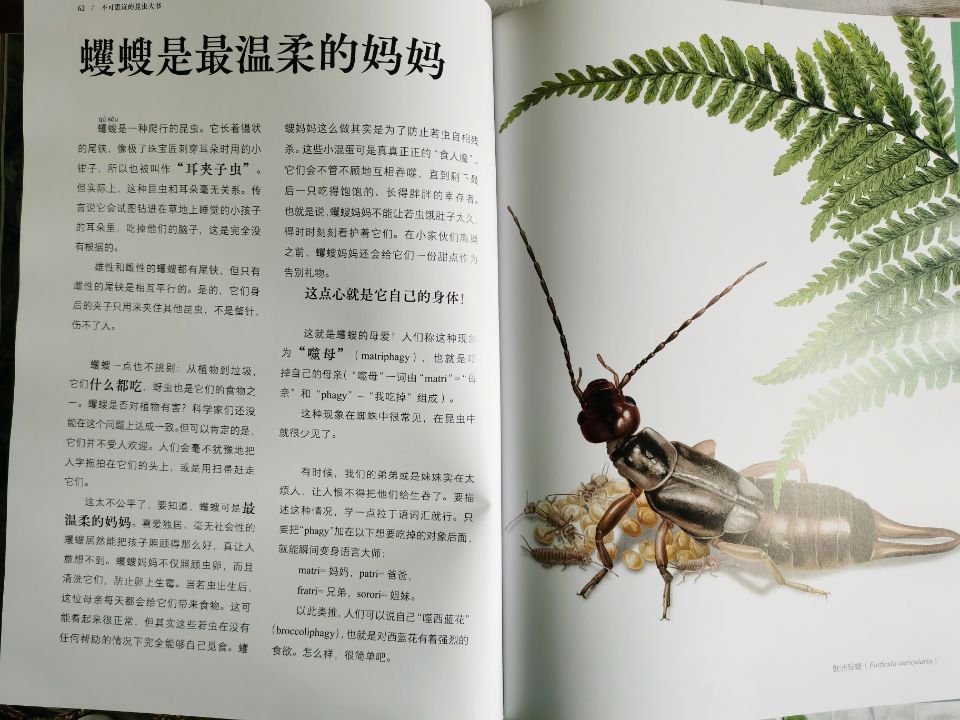 昆虫懂数学?昆虫耍阴招?近百种颠覆想象的昆虫生活都在这本大书