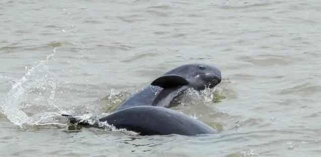 江豚|广西一男子涠洲岛野钓,偶遇一大型豚形水族,原来真实身份不一般