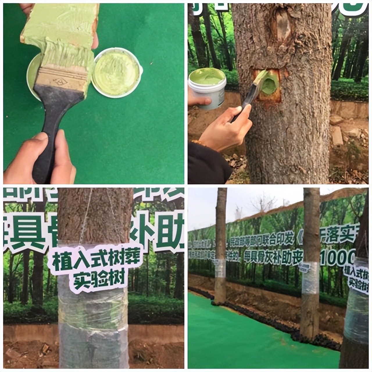 火葬或将被淘汰,新型“树葬”将成为主流,省钱省地还能拿补贴