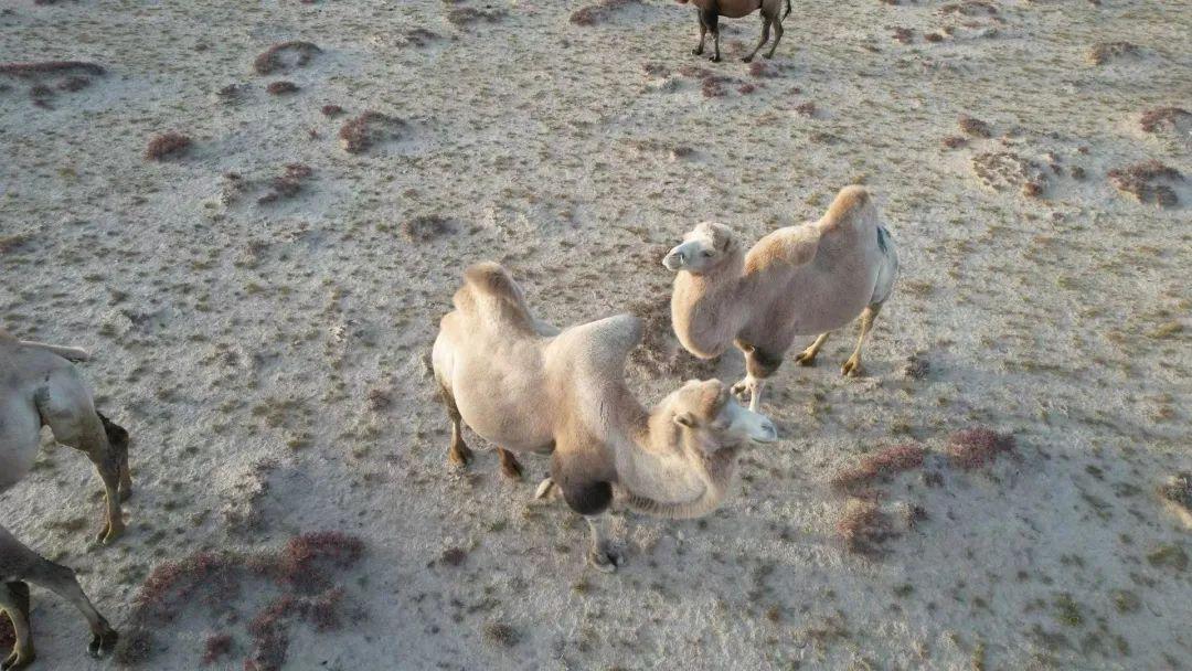 敦煌|风光最极致的大西北,跟着老司机玩了一趟,沿途美到封神!