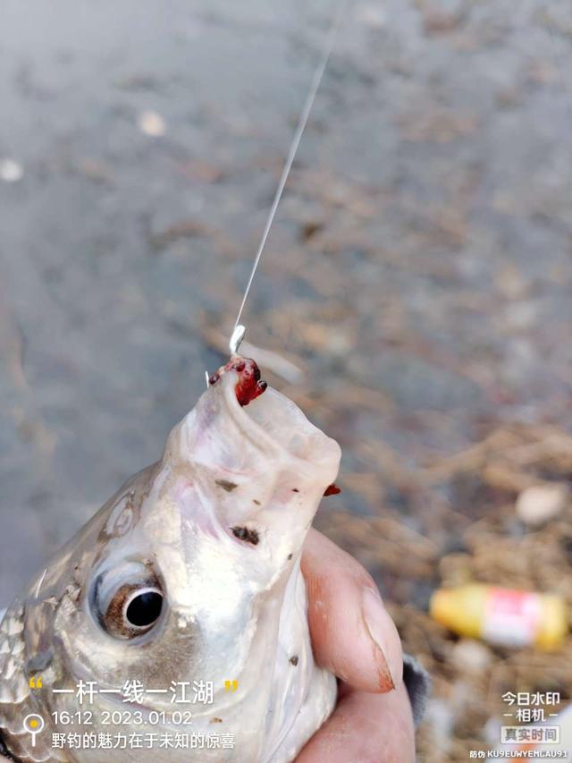 太阳队|分享一款冬季作钓鲫鱼的底窝料!