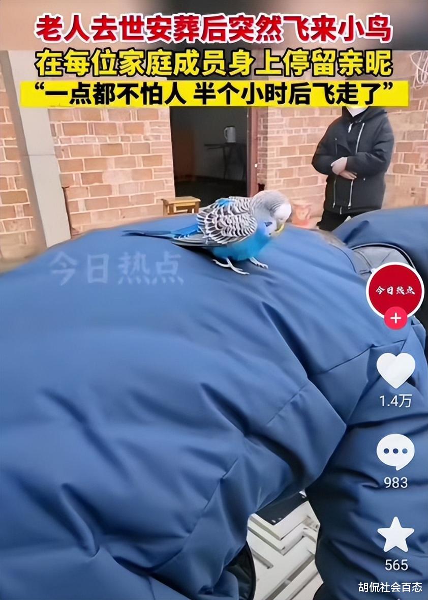 女子父亲去世,家中飞来一只鸟,小鸟在亲人身上停留一遍后飞走了