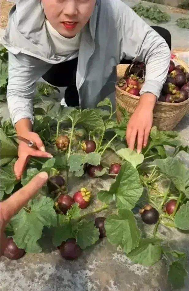 鸡蛋树、西瓜树、菠萝树,看到这些骗人的直播,感觉智商受到侮辱