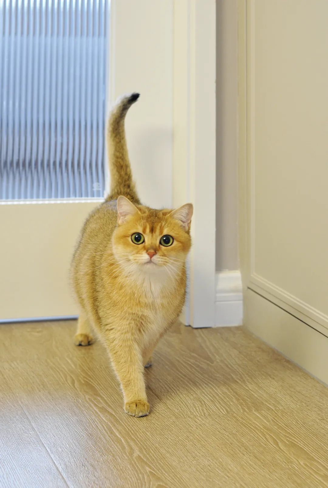 这4个家,我愿称之为「土味精装房救星」