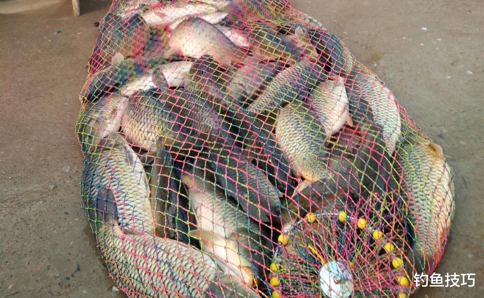 曼联|在黑坑钓鲤鱼比赛时，只要掌握4个垂钓要点，黑坑冠军非你莫属