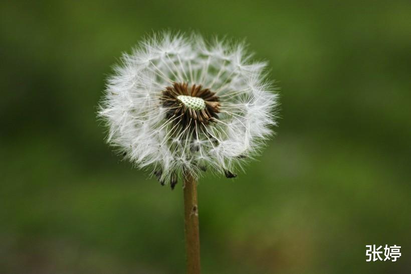 金牛座|这三个星座的人,不善于表达自己的内心情感