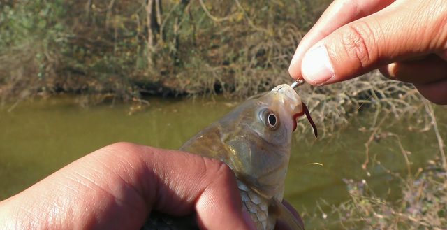 鲫鱼|入冬后手竿如何钓鲫鱼？正确方法是多打窝别死守，多窝轮钓很重要