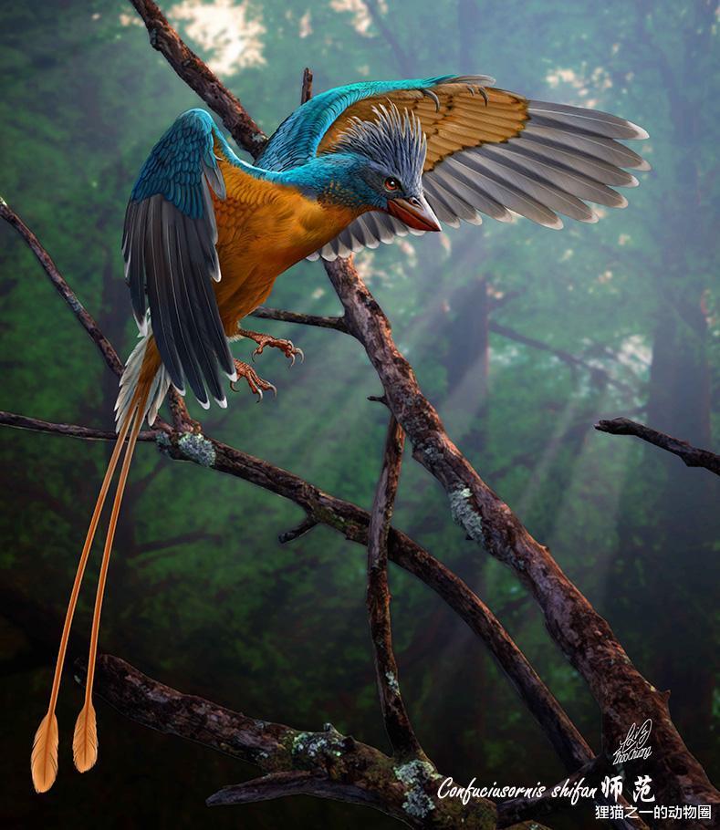 我国科学家发现师范孔子鸟，来自亿年前，改变对古鸟类演化的认知