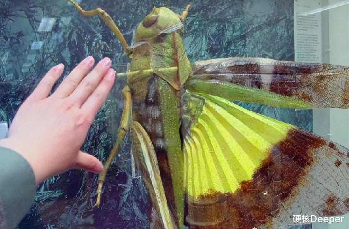 拍到巨型蚂蚱!CO?和O?浓度与3亿年前相同,地球生物正在变大?