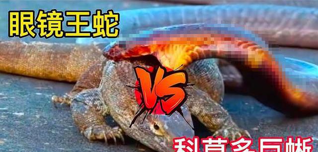 眼镜王蛇大战科莫多巨蜥,谁才是陆地最强有毒爬行动物?