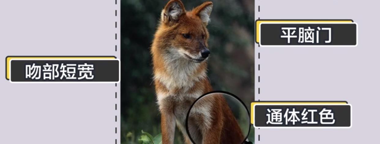 狮子和老虎,为何不吃大熊猫呢?是因为打不过吗?