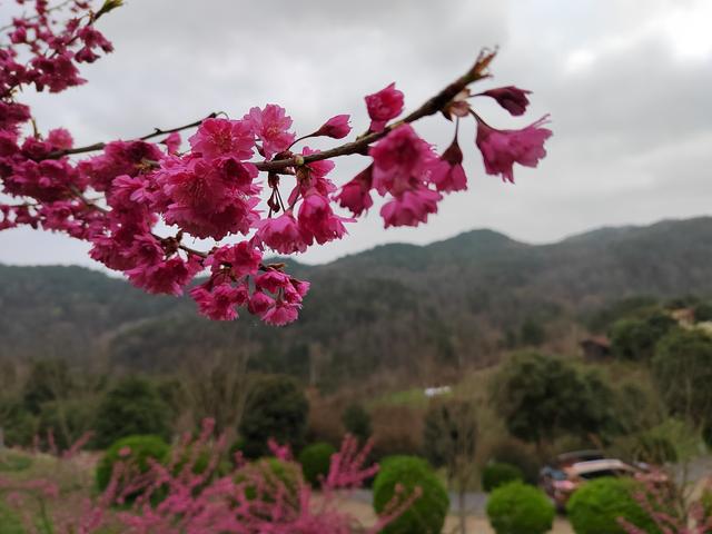 婺源|白云区石龙村：三月春风暖这里樱花“俏”