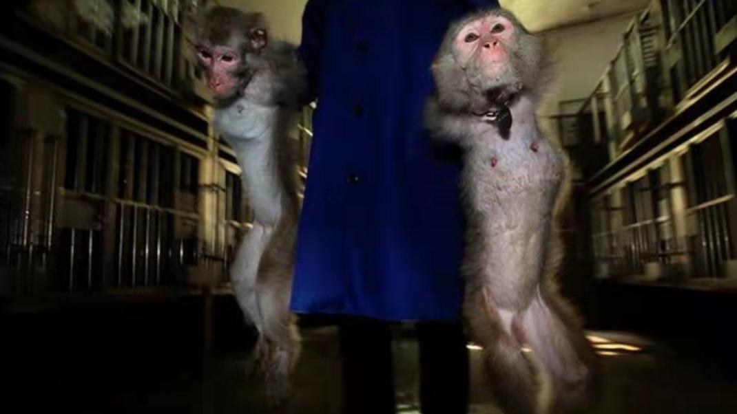 科学|?实验猴飙涨20倍的背后，是“残忍”的动物实验