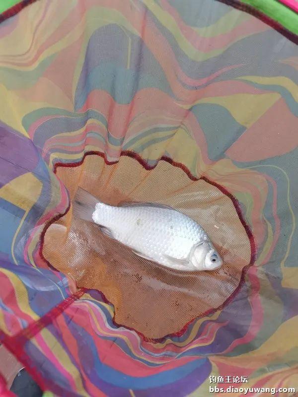 鳊鱼|新年鱼运好，细线擒草鳊