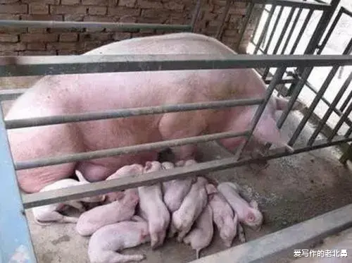 小偷来我的养猪场里偷小猪仔,被母猪撞翻踩死,我要负责吗?