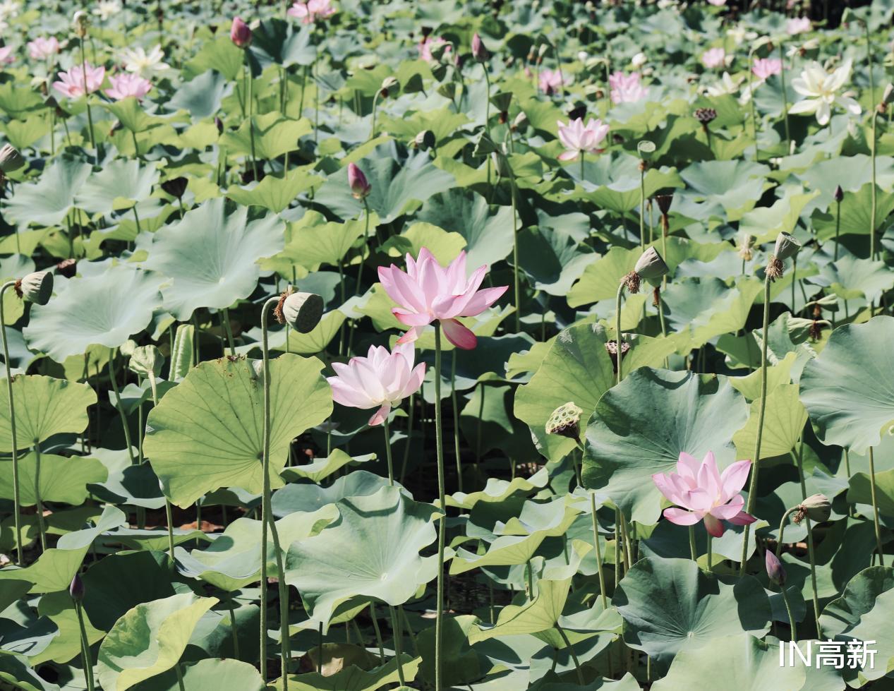 荷花|“荷”你有约 高新邀您足不出户云赏荷