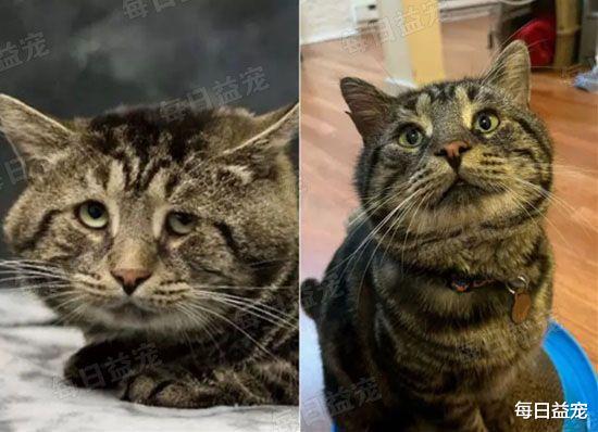 猫界“忧郁哥”走红，沮丧小脸引人注目，被收养后360°大转变