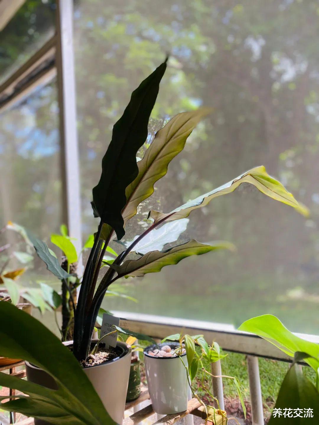 人工物理清除红蜘蛛的“笨方法”,勤快的花友可尝试