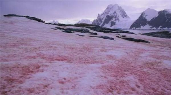 南极传出坏消息,基地周围出现“血雪”?担心的事似乎成为现实