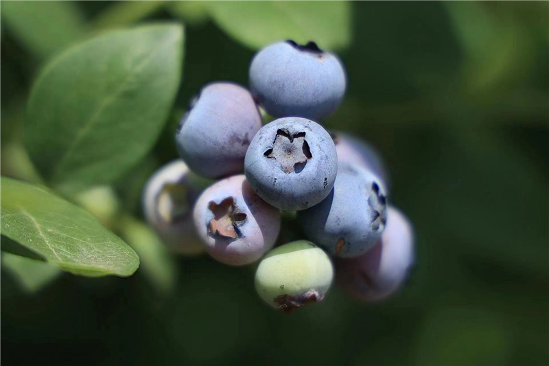 温泉|游线 | 出发吧水果猎人 丘北的蓝莓熟了