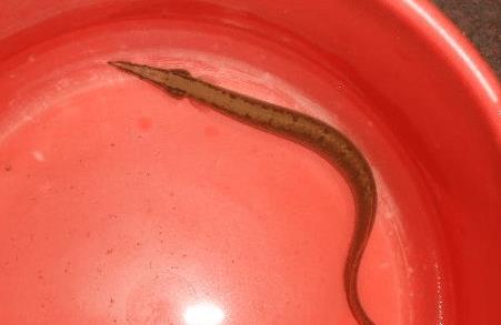 |常被误认成泥鳅，背上有“暗器”，曾被钓鱼人嫌弃，现在百元1斤