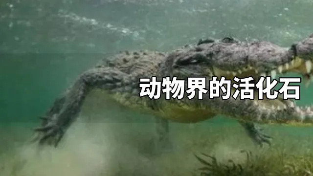 你知道这些躲过了多次生物大灭绝苟活至今的神奇生物吗？