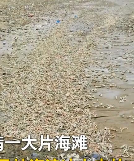福建:男子在海边发现大量皮皮虾,放眼望去全都是,好多还是活得