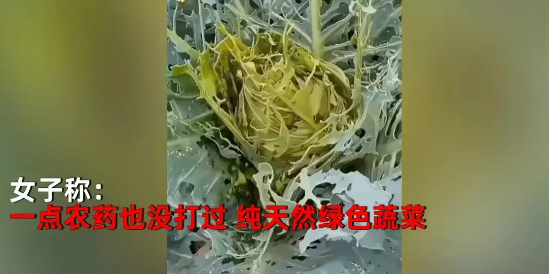 四川,一女子为了能吃到纯天 然无公害蔬菜,种下包菜后,坚持不打药