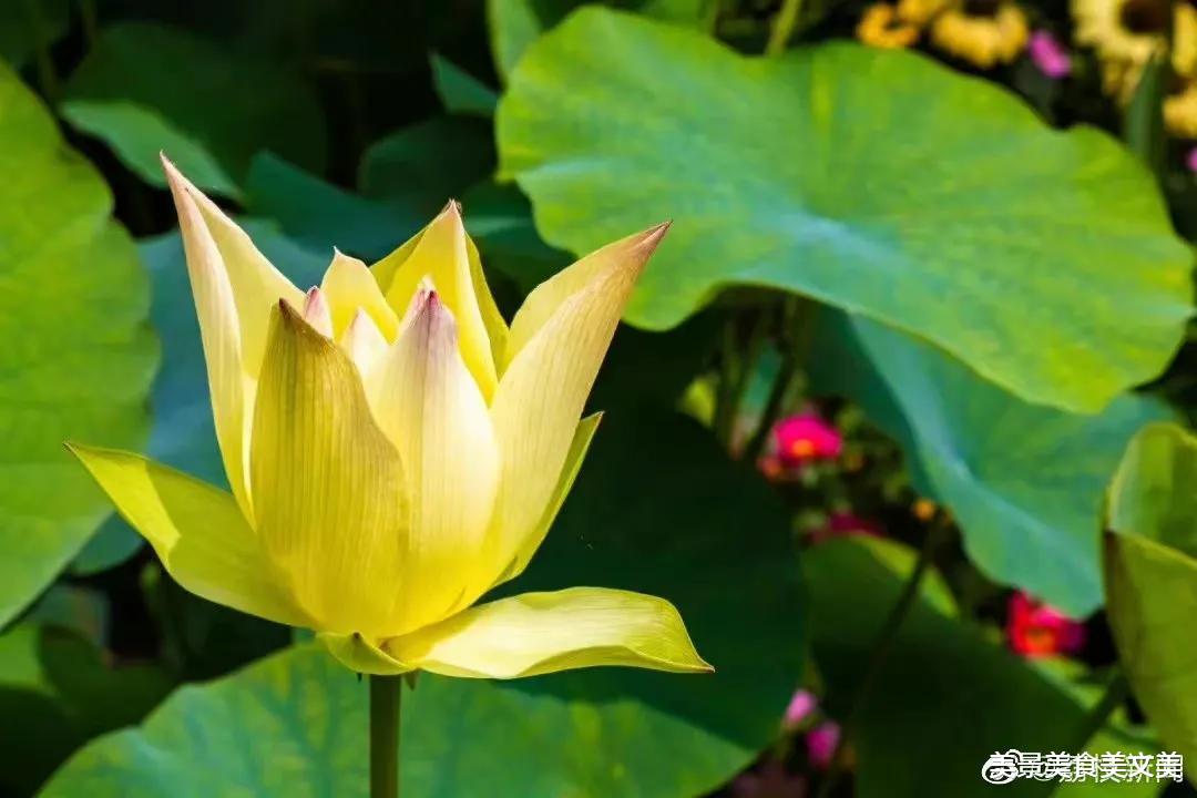 荷花|接天莲叶无穷碧，映日荷花别样红 |  荷花盛开，美在当夏