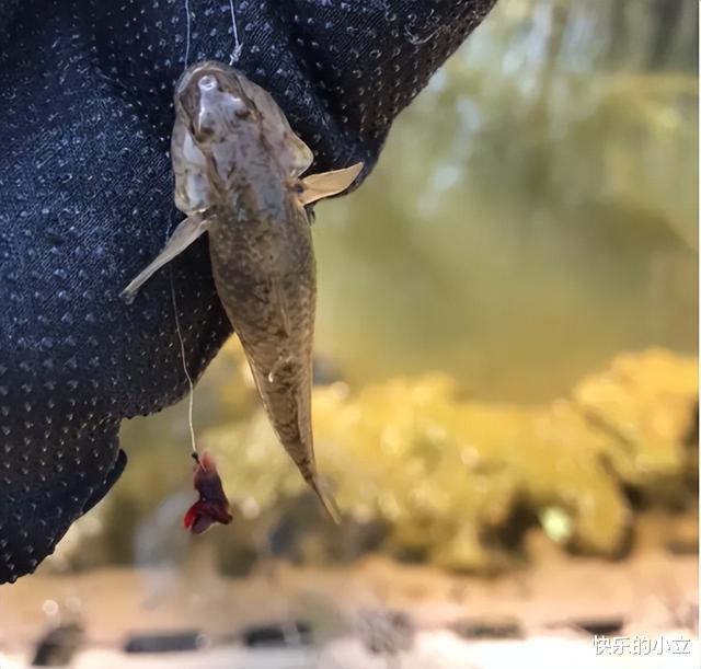 草鱼|让钓鱼人憎恶的“趴地虎”，为何卖到60多元一斤？它有什么价值？