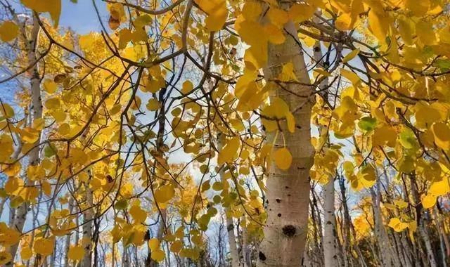 活久见!体重6000吨,活了上万年!最终却被慢慢吃掉