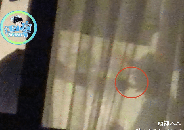 杨紫|杨紫被打脸!狗仔放出无剪辑版视频,吃蛋糕动作明显暗指杨紫撒谎