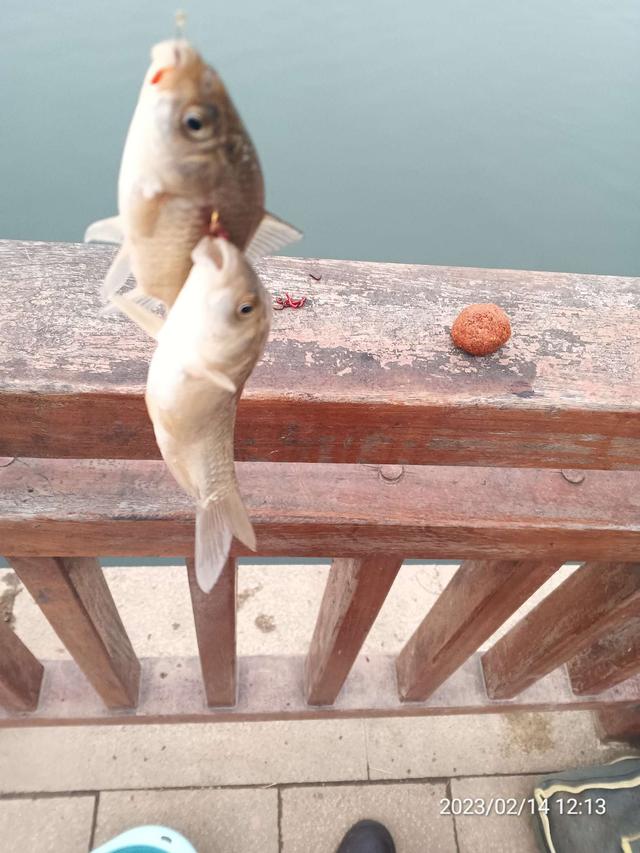 |【钓鱼之家虾粉】昨日鱼口稀少,今日连杆不断,虾粉助力收获满满