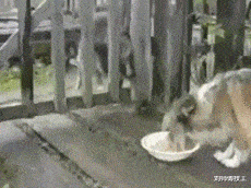 |我朋友娶了俄罗斯美女，产前娜塔莎，产后娜大妈，网友的评论绝了~