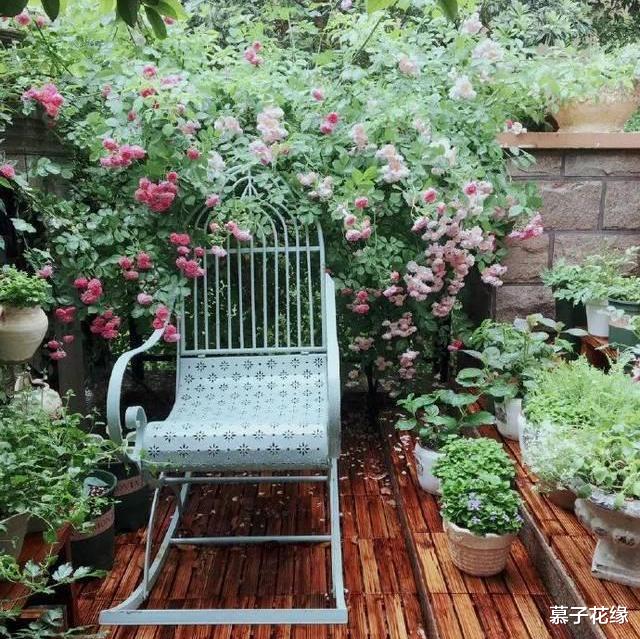 赵雅芝|发现张馨予的生活太精致,院子里栽满的不光有花果蔬菜,还有幸福