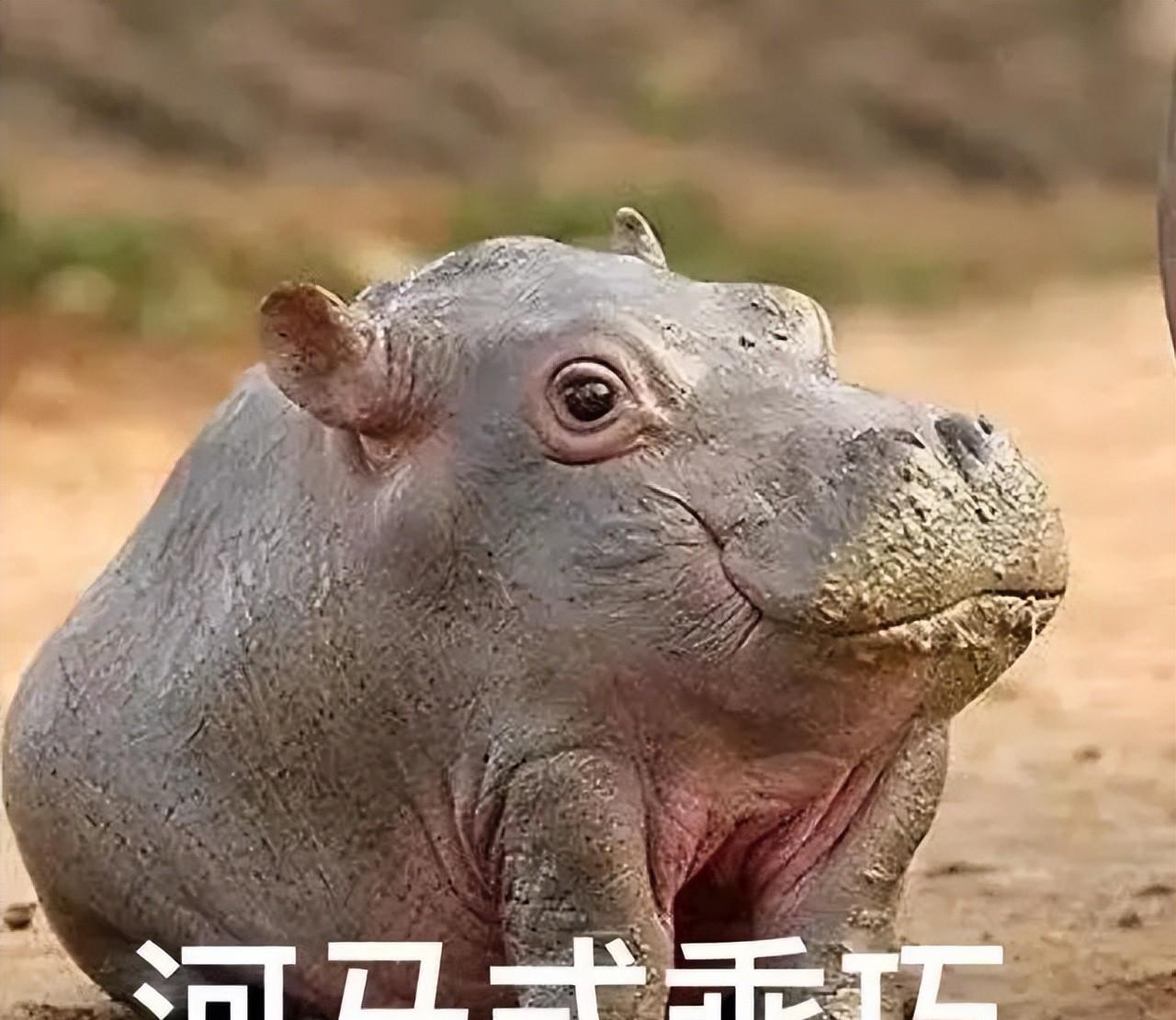 动物的蛋蛋,长得有多花里胡哨?