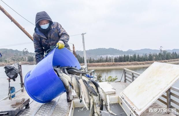入侵我国大成功的物种,南方水域繁衍40年,可别以为它是草鱼