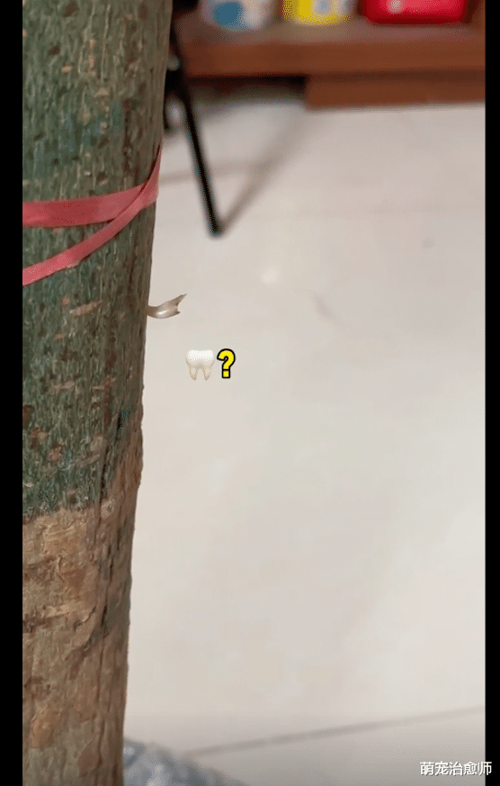 狗狗在咬绿植磨牙，结果牙齿掉了还卡在了树根上，也太尴尬了吧！
