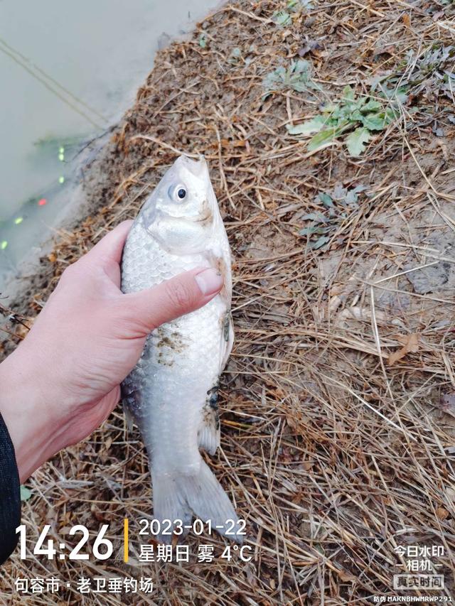 鱼塘|鱼儿身残志坚,人生亦如此!