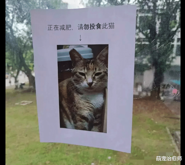 汤洛雯|纸条上写着猫咪在减肥请勿投食，猫咪一脸不满的表情：继续喂啊！