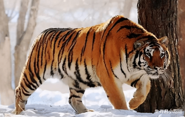 运势|贵人相助运势来袭，属虎人能说会道把握机会，在职场步步高升