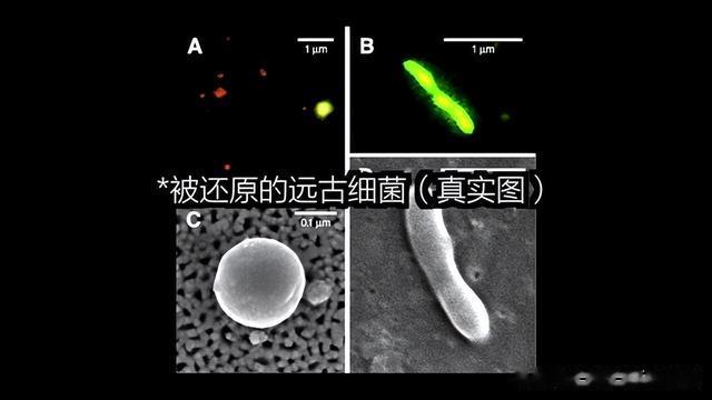 2300米下发现未知鱿鱼,慢慢破解悬案,发现了南极深海巨物的秘密