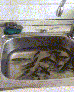 |富婆陈丽华孙女结婚，祖孙二人五官如复制黏贴，迟重瑞现场忙得慌